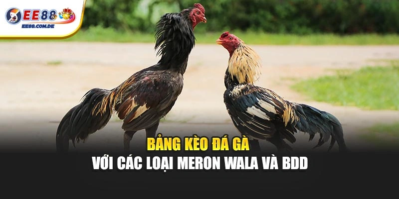 Bảng kèo đá gà với các loại Meron Wala và BDD