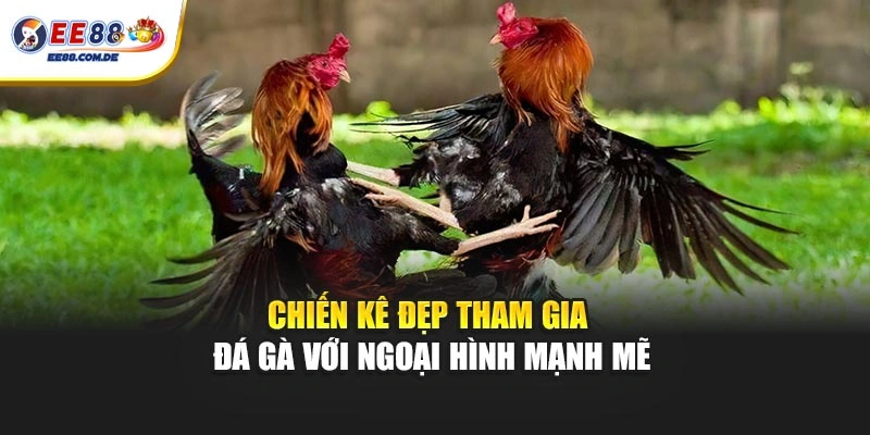 Chiến kê đẹp tham gia đá gà với ngoại hình mạnh mẽ