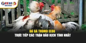 Đá gà Thomo EE88 là chuyên mục được quan tâm nhiều