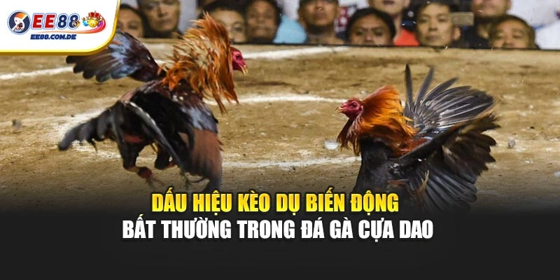 Dấu hiệu kèo dụ biến động bất thường trong đá gà cựa dao Dấu hiệu kèo dụ biến động bất thường trong đá gà cựa dao