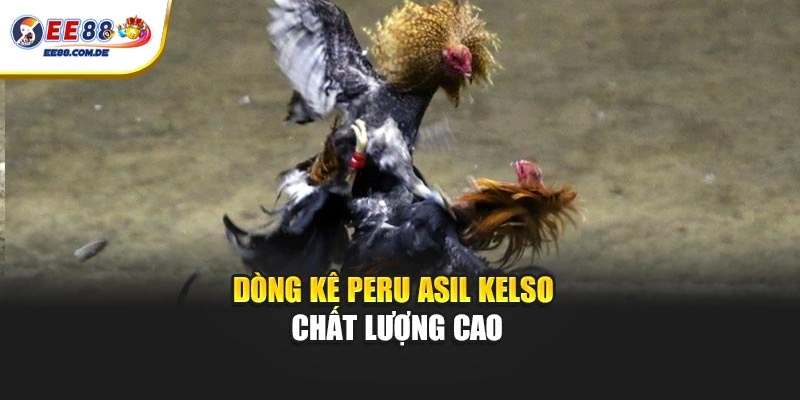 Dòng kê Peru Asil Kelso chất lượng cao